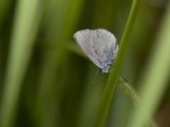 Small Blue (Cupido minimus)
