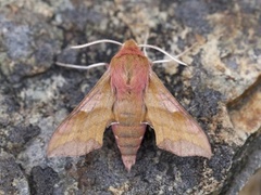 Liten snabelsvermer (Deilephila porcellus)