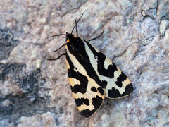 Wood Tiger (Parasemia plantaginis)