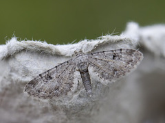 Gjeldkarvedvergmåler (Eupithecia pimpinellata)