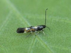 Mompha locupletella