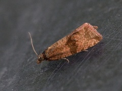 Barred Marble (Celypha striana)