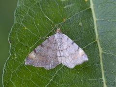 Tawny-barred Angle (Macaria liturata)