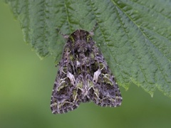 Orache Moth (Trachea atriplicis)