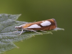 Toflekket nebbmott (Catoptria pinella)