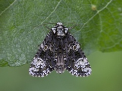 The Coronet (Craniophora ligustri)