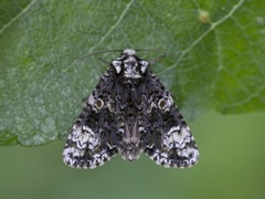 Askekveldfly (Craniophora ligustri)