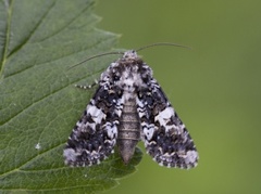 Hvitflekknellikfly (Hadena confusa)