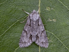 Psikveldfly (Acronicta psi)