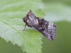 Grått neslefly (Abrostola tripartita)