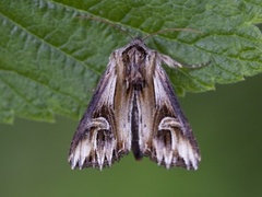 Purple Cloud (Actinotia polyodon)