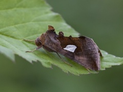 Storflekket metallfly (Autographa bractea)