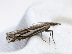 Scarce Grass-veneer (Crambus pratella)