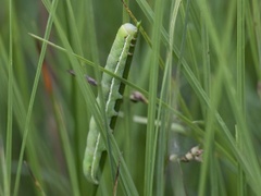 Red Sword-grass (Xylena vetusta)