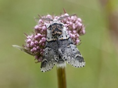 Sallow Kitten (Furcula furcula)