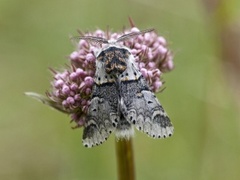 Liten gaffelstjert (Furcula furcula)