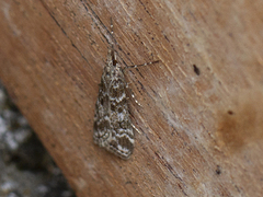 Heimosemott (Eudonia sudetica)