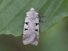 Autumnal Rustic (Eugnorisma glareosa)
