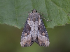 Double Lobed (Lateroligia ophiogramma)