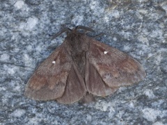 Pine Lappet (Dendrolimus pini)