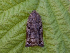Pine Tortrix (Archips oporana)