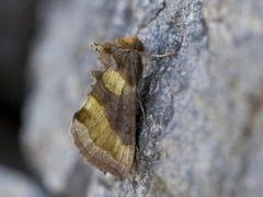 Burnished Brass (Diachrysia chrysitis)