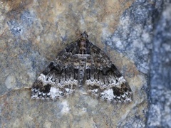 Barred Carpet (Martania taeniata)