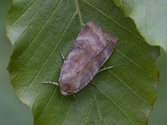 Lesser Broad-bordered Yellow (Noctua janthe)