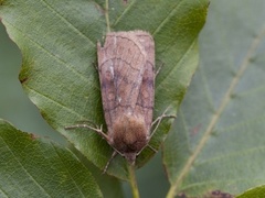Six-striped Rustic (Xestia sexstrigata)