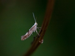 Kirsebærmøll (Argyresthia pruniella)