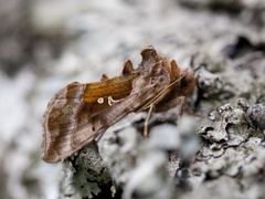 Rødbrunt metallfly (Autographa jota)