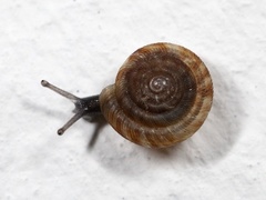 Rotund disc (Discus rotundatus)