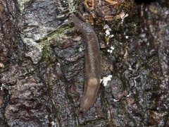 Blekkjølsnegl (Lehmannia marginata)