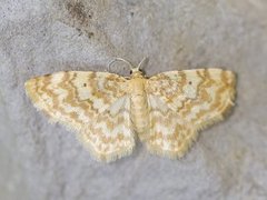 Small Yellow Wave (Hydrelia flammeolaria)
