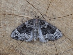 Small Phoenix (Ecliptopera silaceata)