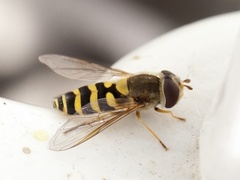 Hageblomsterflue (Syrphus ribesii)