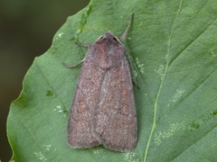 Lyngbakkefly (Xestia castanea)