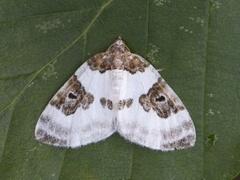 Blue-bordered Carpet (Plemyria rubiginata)