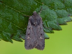 Garden Dart (Euxoa nigricans)