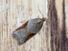 Buskflatvikler (Acleris laterana)