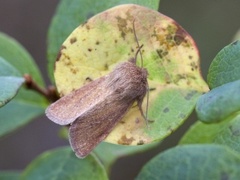 Starrfly (Denticucullus pygmina)