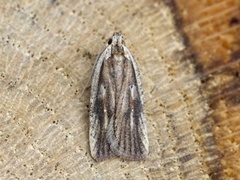 Dark-fringed Flat-body (Agonopterix nervosa)