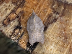 Grå-/konkavflatvikler (Acleris effractana/emargana)