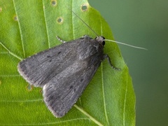 Mouse Moth (Amphipyra tragopoginis)