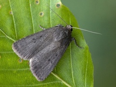 Grått pyramidefly (Amphipyra tragopoginis)