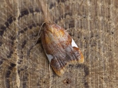 Rød flatvikler (Acleris holmiana)