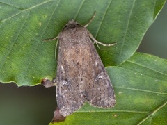 Teglrødt engfly (Apamea lateritia)