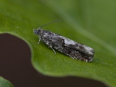 White-blotch Bell (Epinotia trigonella)