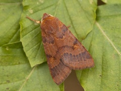 Flounced Chestnut (Agrochola helvola)