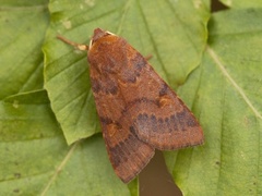 Rødt høstfly (Agrochola helvola)